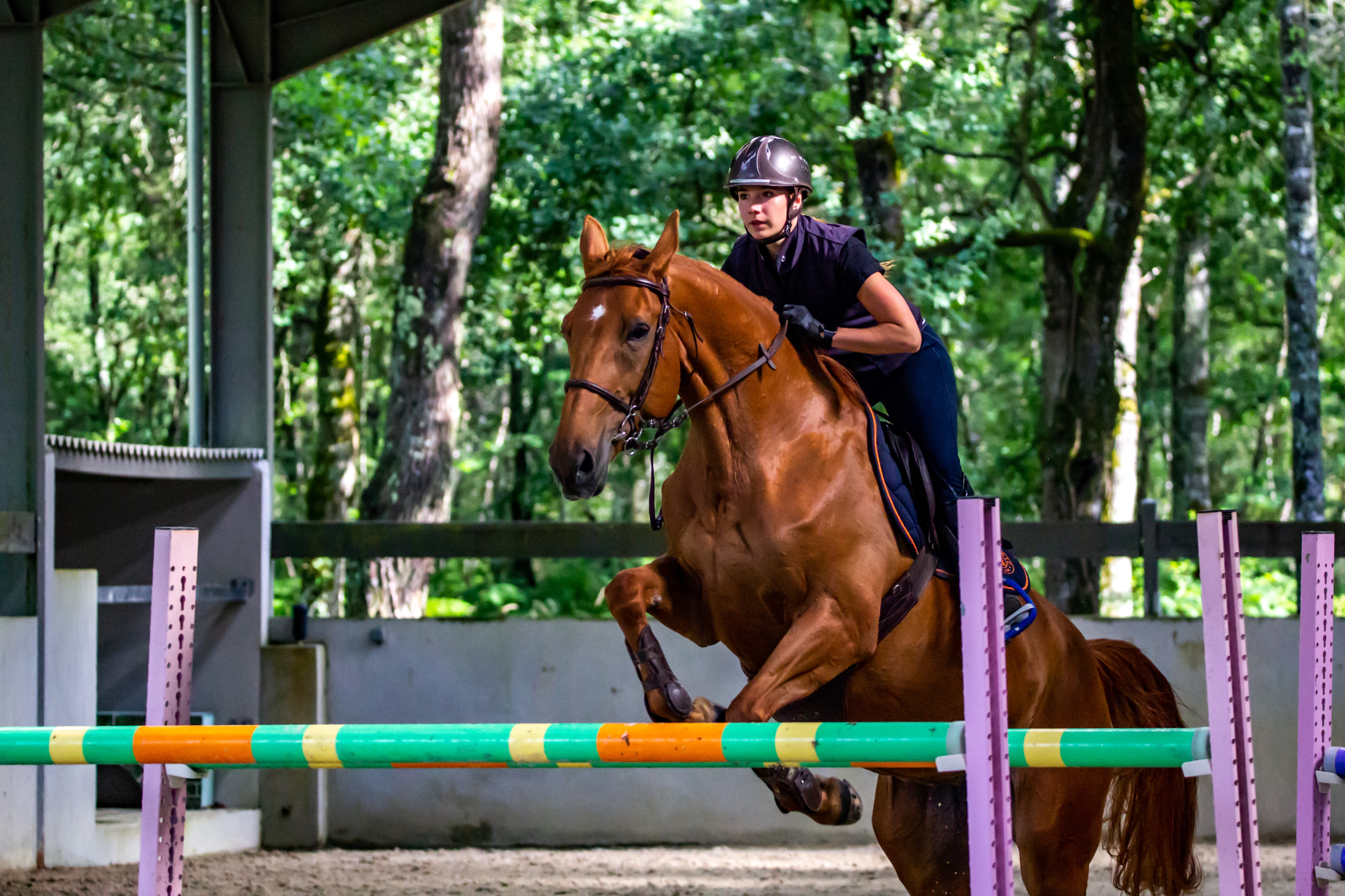 CONFIDENCE IN HORSE JUMPING – DVR Equestrian Ltd