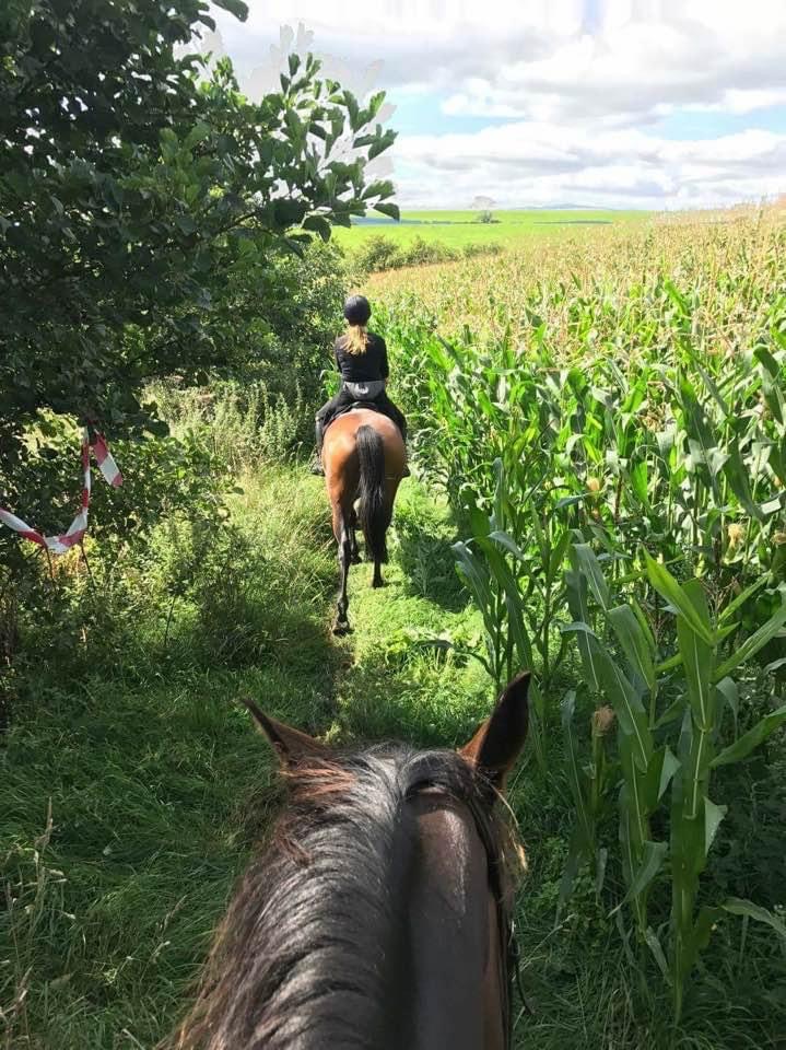 Horses out hacking